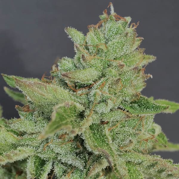 Charm Cookies Seed > Mamiko Seeds | Feminized Cannabis   |  Indica